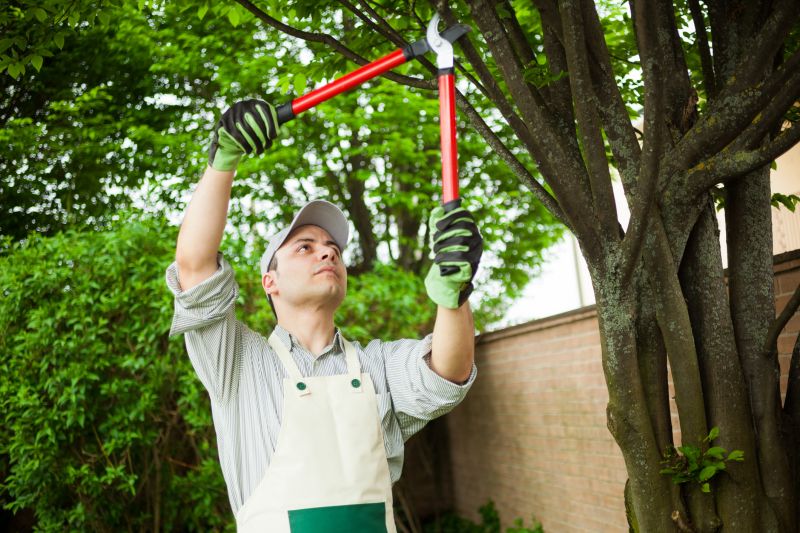 Fruit Tree Pruning