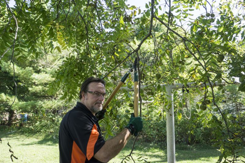 Fruit Tree Pruning