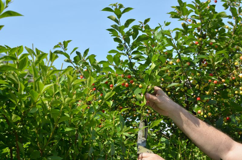 Fruit Tree Pruning