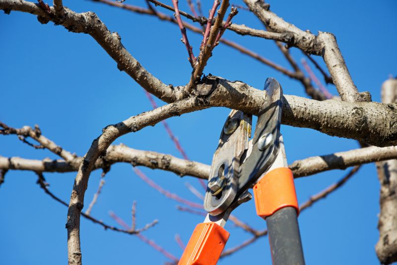 Fruit Tree Pruning