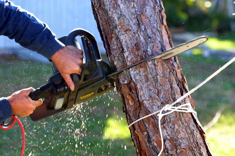 Tree Limbs Removal