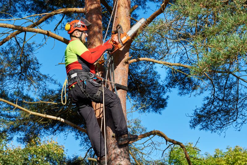 Arborist with Equipment