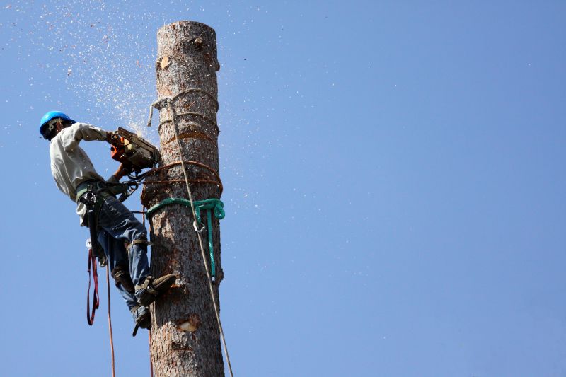 Large Tree Pruning
