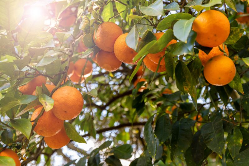 Enhances Fruit Quality