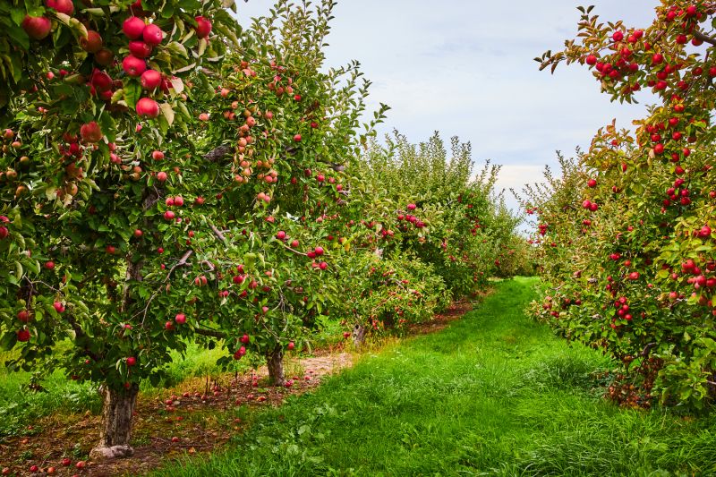 Promotes Tree Health